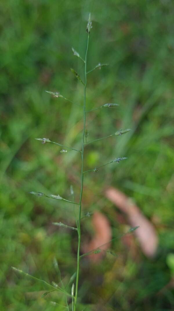 Eragrostis leptostachya Inflorescence