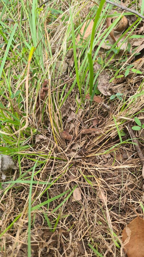 Eragrostis leptostachya Plant