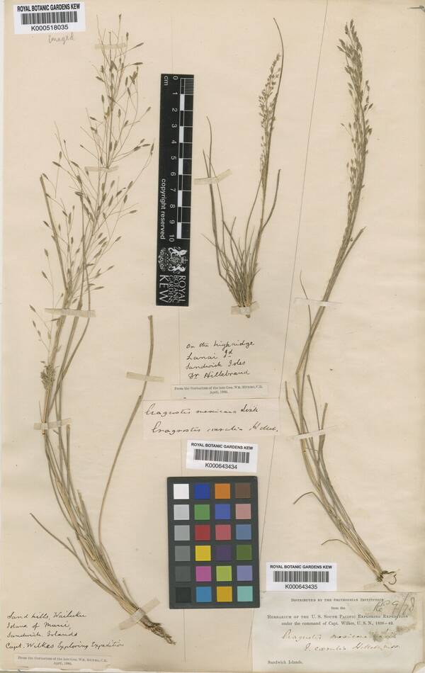 Eragrostis mauiensis Specimen