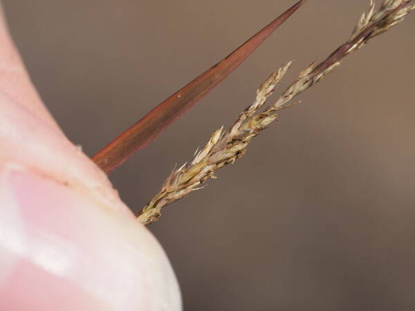 Eragrostis monticola Spikelets