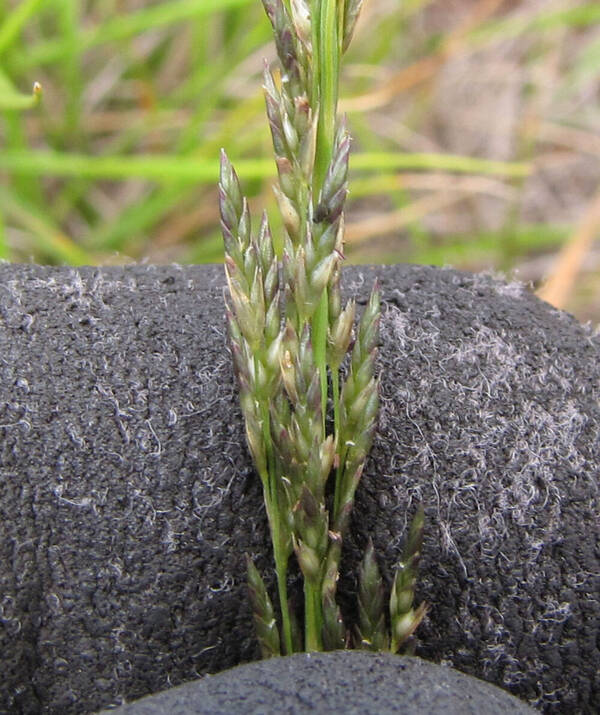 Eragrostis monticola Spikelets