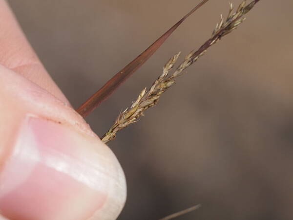 Eragrostis monticola Spikelets