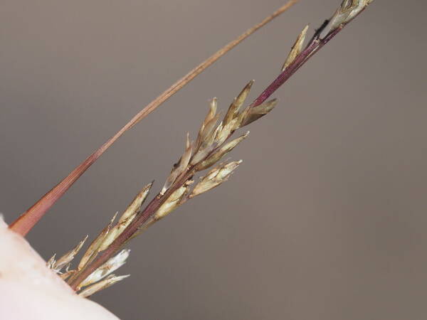 Eragrostis monticola Spikelets