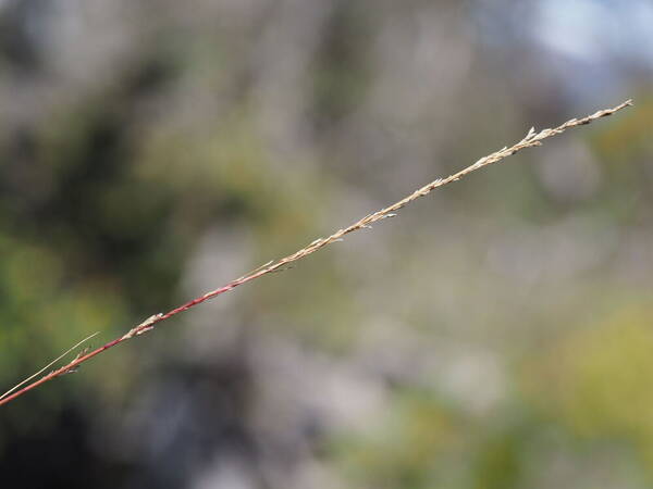 Eragrostis monticola Inflorescence