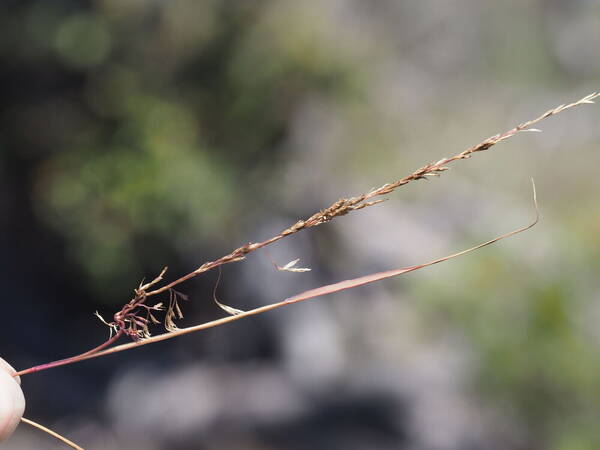 Eragrostis monticola Inflorescence