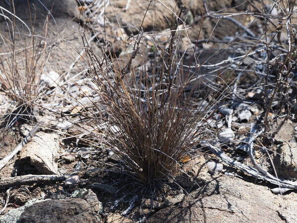 Eragrostis monticola Plant