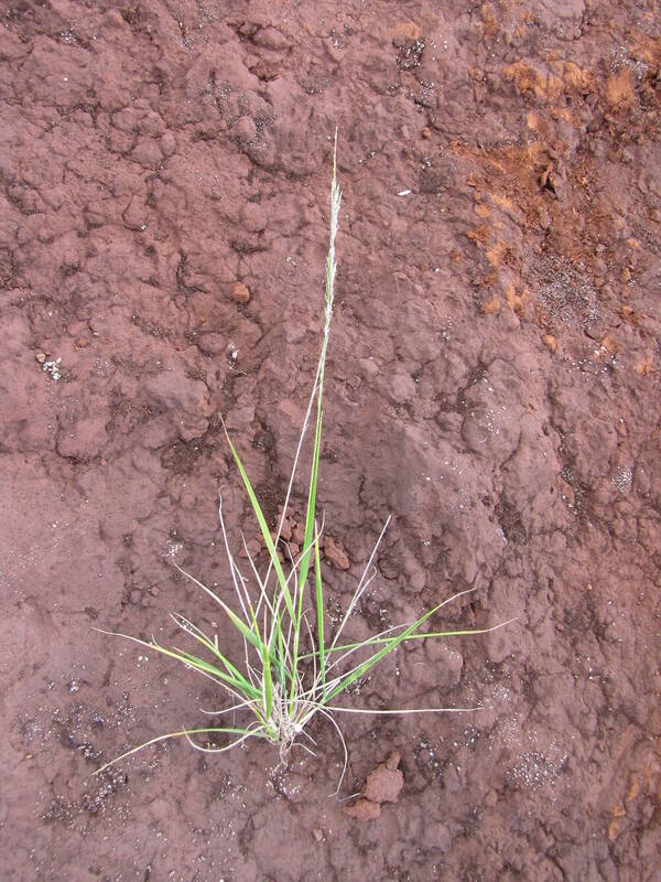 Eragrostis monticola Plant