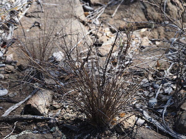 Eragrostis monticola Plant