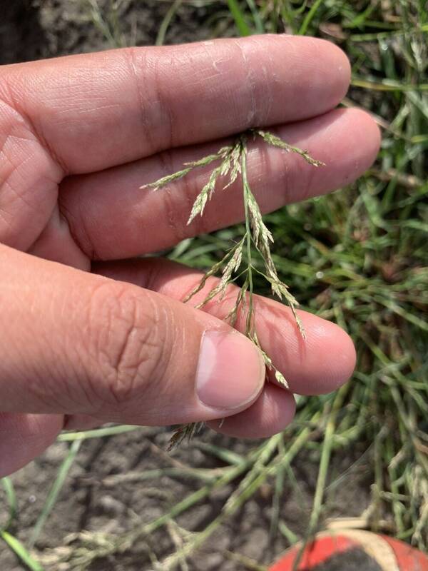 Eragrostis multicaulis Spikelets