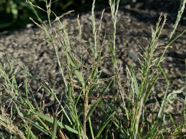 Eragrostis multicaulis Inflorescence