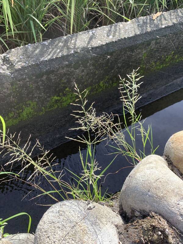 Eragrostis multicaulis Plant