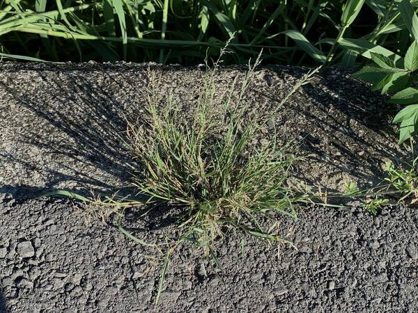 Eragrostis multicaulis Plant