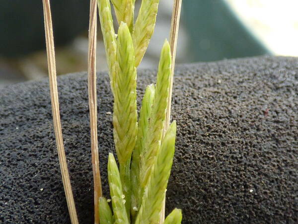 Eragrostis paupera Spikelets