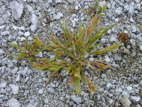 Eragrostis paupera Plant