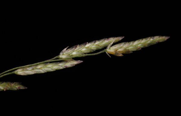 Eragrostis pectinacea var. pectinacea Spikelets