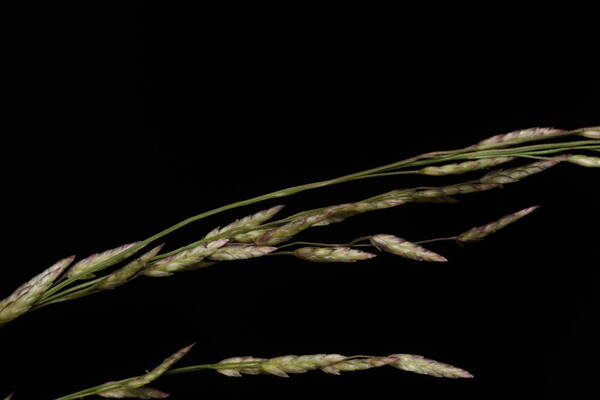 Eragrostis pectinacea var. pectinacea Spikelets