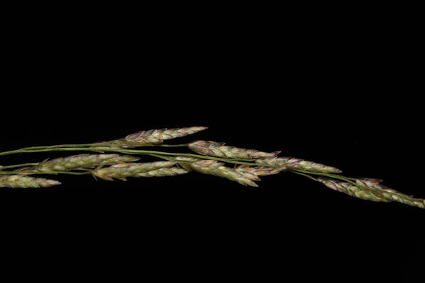 Eragrostis pectinacea var. pectinacea Spikelets