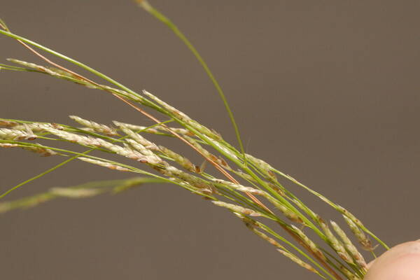 Eragrostis pectinacea var. pectinacea Spikelets