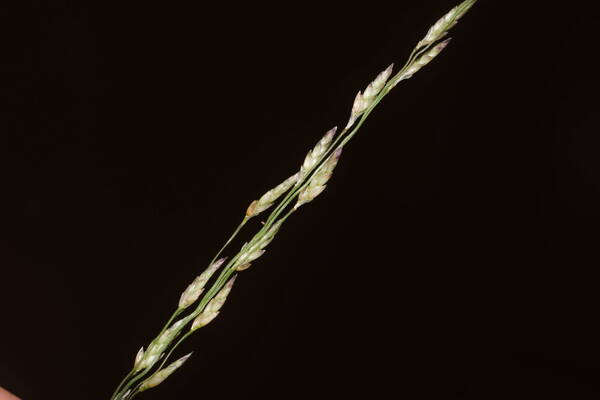 Eragrostis pectinacea var. pectinacea Spikelets