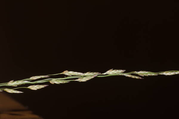 Eragrostis pectinacea var. pectinacea Spikelets