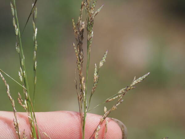 Eragrostis pectinacea var. pectinacea Spikelets