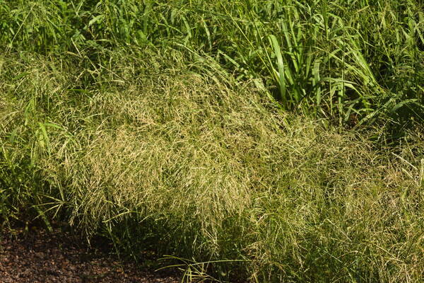 Eragrostis pectinacea var. pectinacea Habit