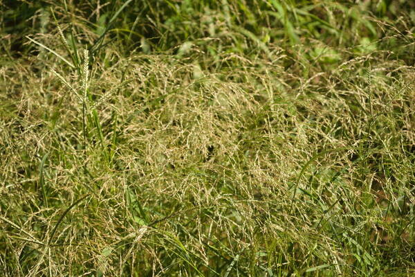 Eragrostis pectinacea var. pectinacea Habit