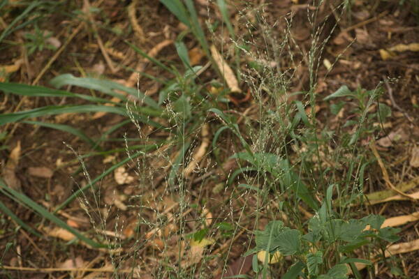 Eragrostis pectinacea var. pectinacea Habit