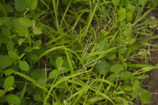 Eragrostis pectinacea var. pectinacea Inflorescence