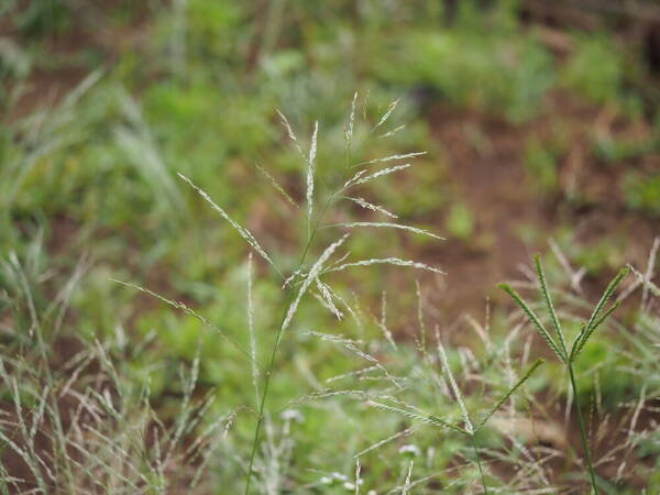 Eragrostis pectinacea var. pectinacea Inflorescence