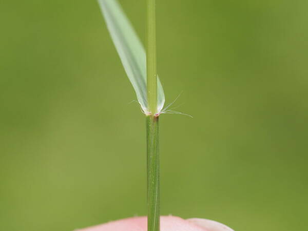 Eragrostis pilosa var. pilosa Collar