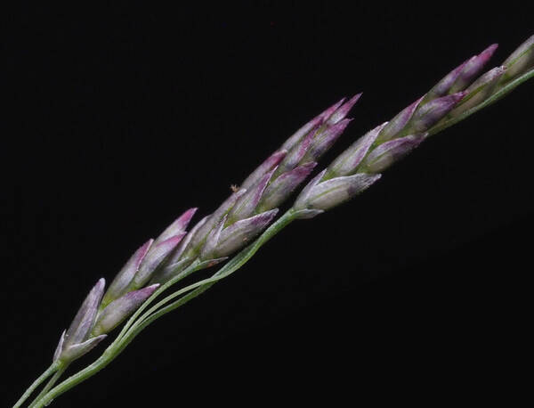 Eragrostis pilosa var. pilosa Spikelets