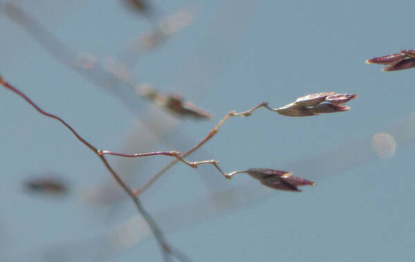 Eragrostis pilosa var. pilosa Spikelets