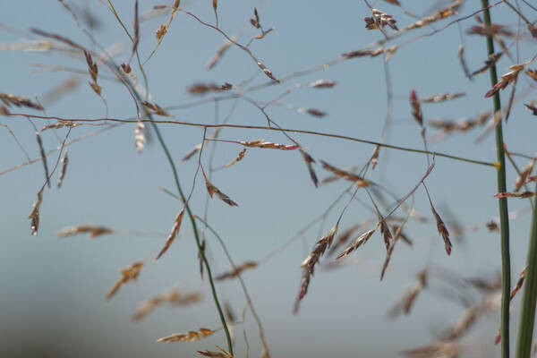 Eragrostis pilosa var. pilosa Spikelets