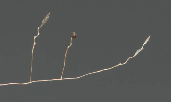 Eragrostis pilosa var. pilosa Spikelets