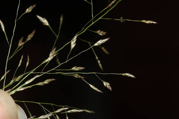 Eragrostis pilosa var. pilosa Spikelets