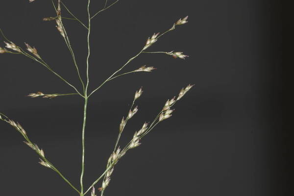 Eragrostis pilosa var. pilosa Spikelets