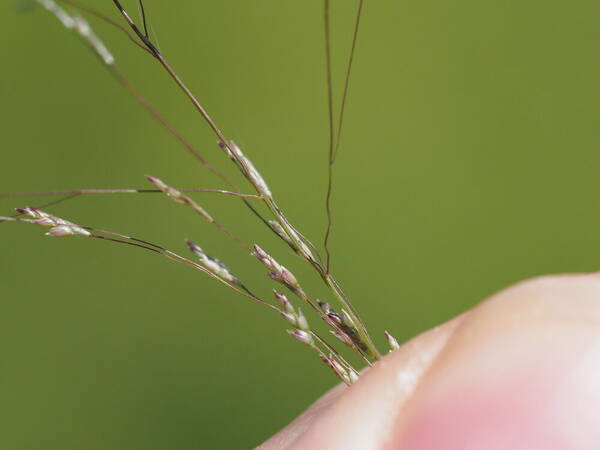 Eragrostis pilosa var. pilosa Spikelets