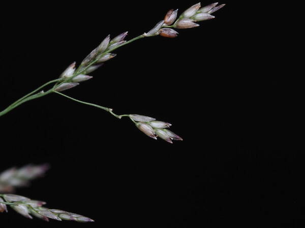 Eragrostis pilosa var. pilosa Spikelets