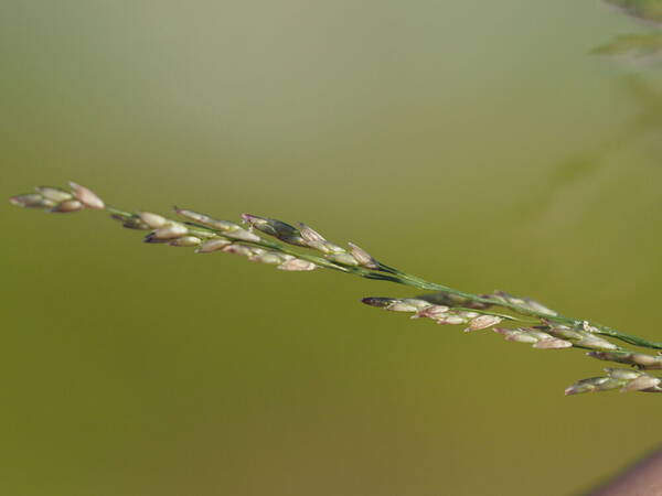 Eragrostis pilosa var. pilosa Spikelets