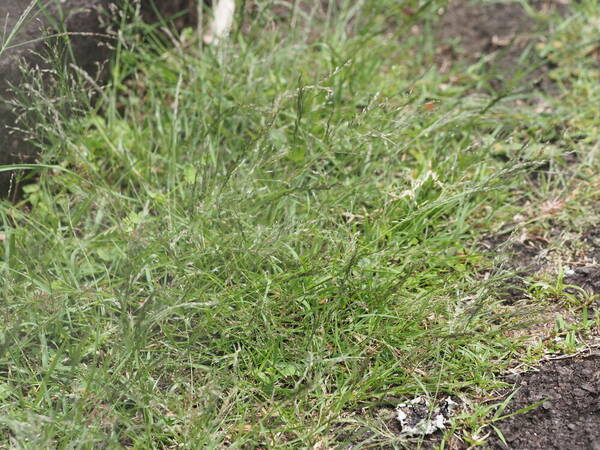 Eragrostis pilosa var. pilosa Habit