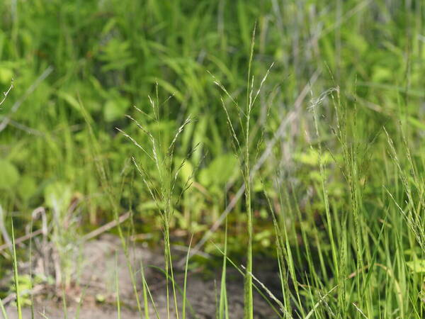 Eragrostis pilosa var. pilosa Habit