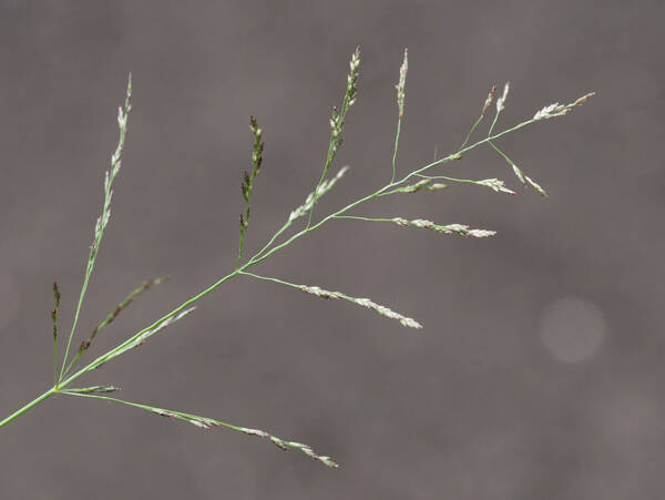 Eragrostis pilosa var. pilosa Inflorescence