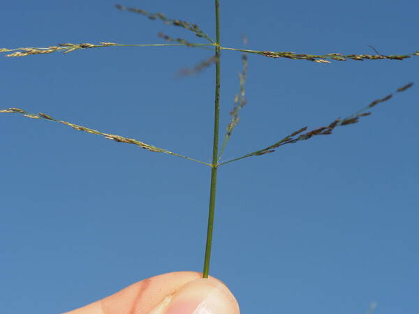 Eragrostis pilosa var. pilosa Inflorescence