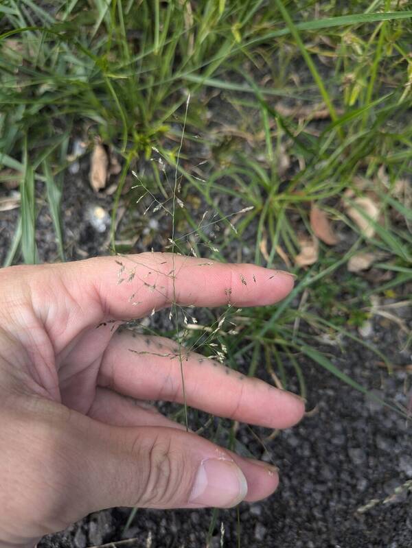 Eragrostis pilosa var. pilosa Inflorescence