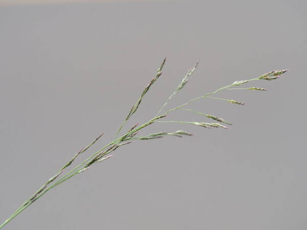 Eragrostis pilosa var. pilosa Inflorescence