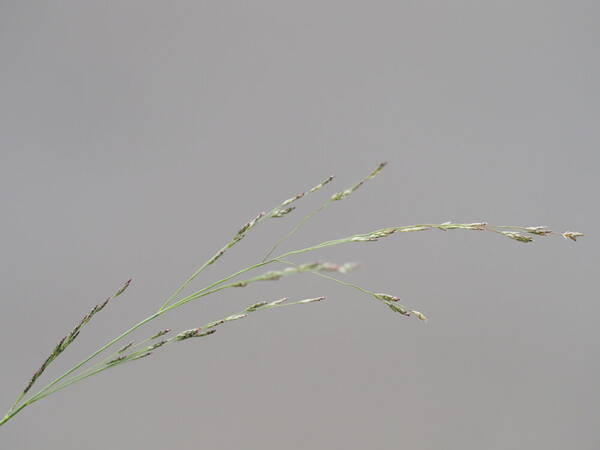 Eragrostis pilosa var. pilosa Inflorescence