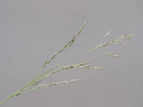 Eragrostis pilosa var. pilosa Inflorescence