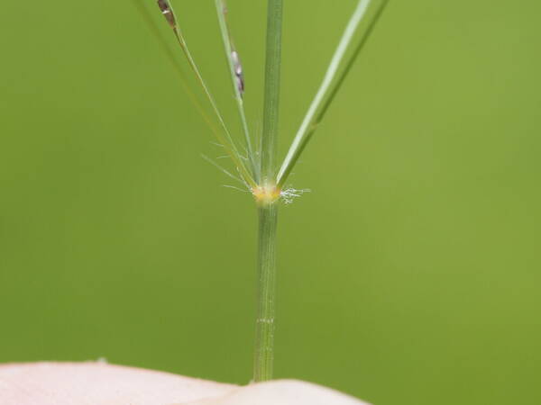 Eragrostis pilosa var. pilosa Inflorescence