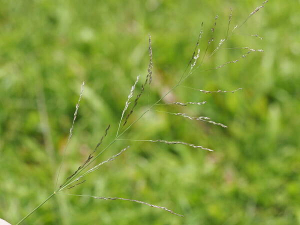 Eragrostis pilosa var. pilosa Inflorescence